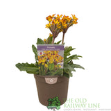 Primula vulgaris 'Oakleaf Yellow Picotee' Plant 1.5Ltr Pot