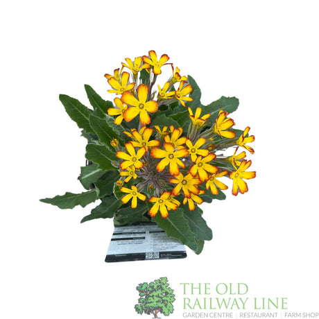 Primula vulgaris 'Oakleaf Yellow Picotee' Plant 1.5Ltr Pot
