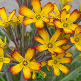 Primula vulgaris 'Oakleaf Yellow Picotee' Plant 1.5Ltr Pot
