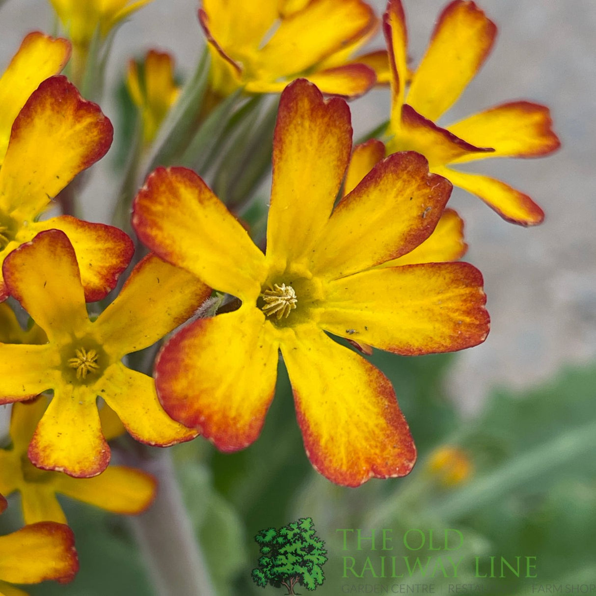 Primula vulgaris 'Oakleaf Yellow Picotee' Plant 1.5Ltr Pot