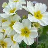 Primula vulgaris 'Oakleaf White' Plant 1.5Ltr Pot