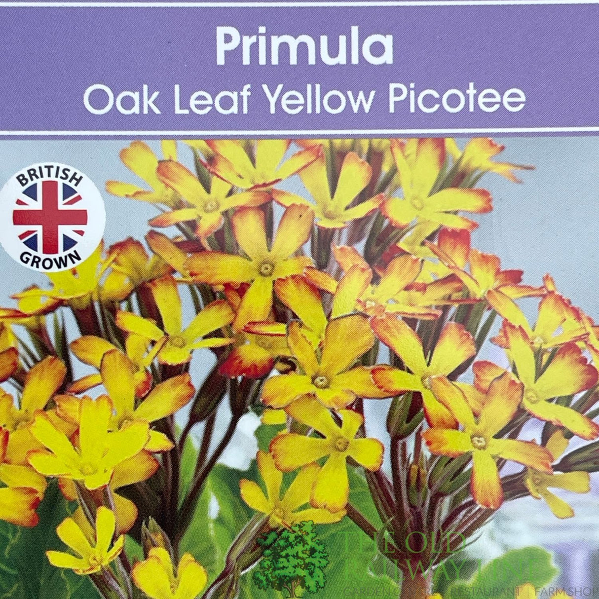 Primula vulgaris 'Oakleaf Yellow Picotee' Plant 1.5Ltr Pot