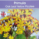 Primula vulgaris 'Oakleaf Yellow Picotee' Plant 1.5Ltr Pot
