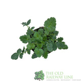 Geum 'Mrs Bradshaw' Plant 1Ltr Pot