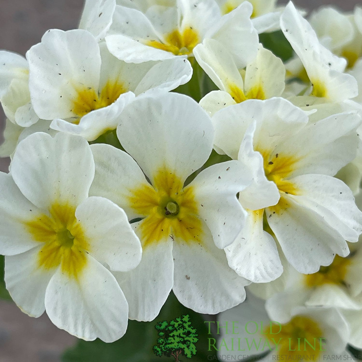 Primula vulgaris 'Oakleaf White' Plant 1.5Ltr Pot