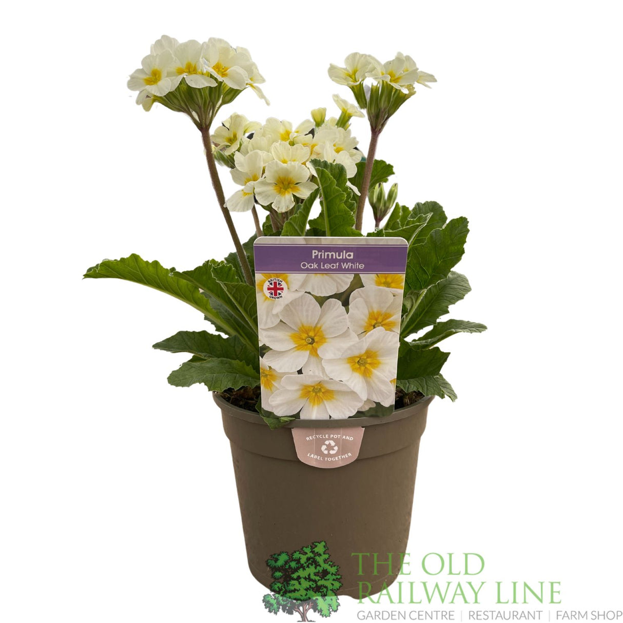 Primula vulgaris 'Oakleaf White' Plant 1.5Ltr Pot