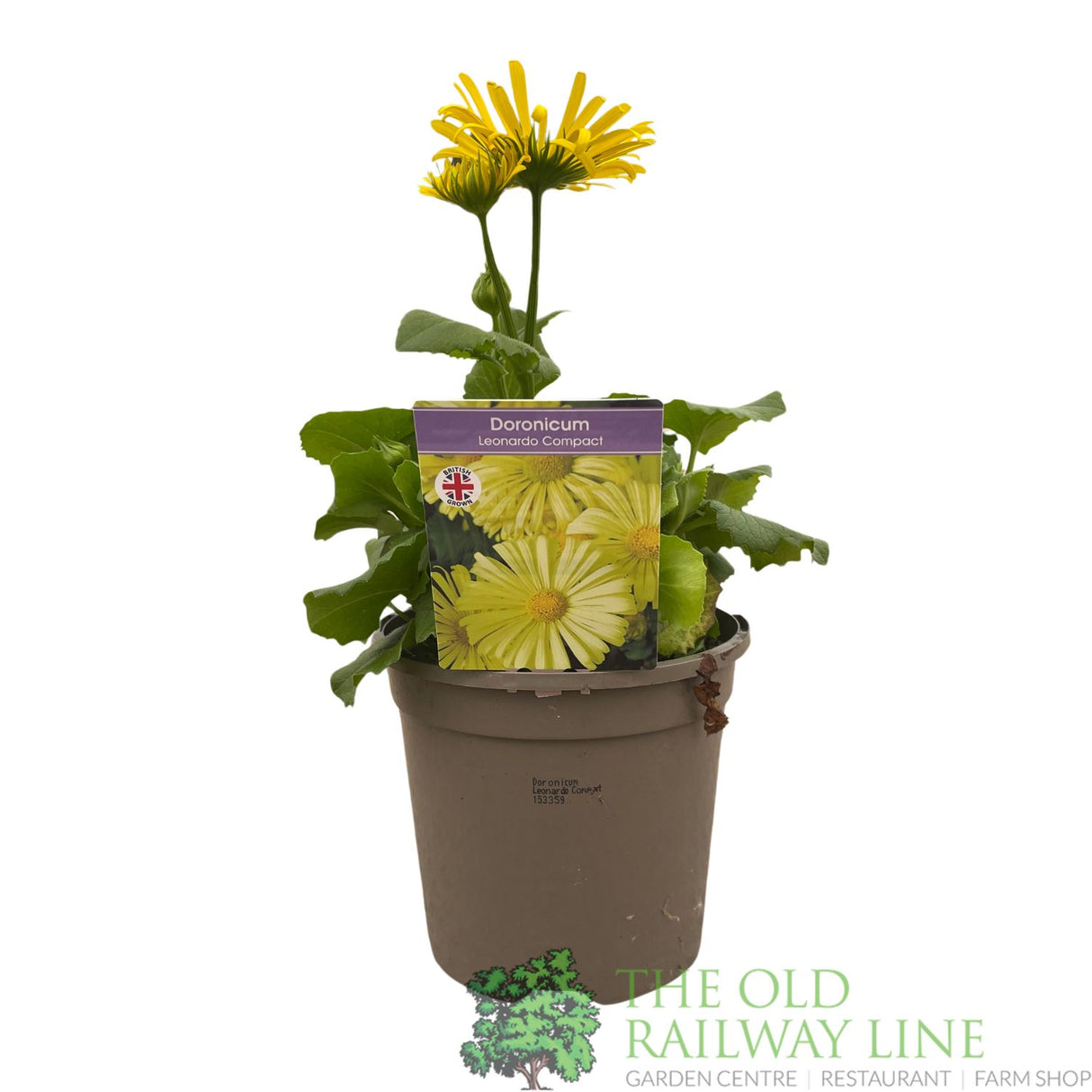 Doronicum orientale 'Leonardo Compact' Plant 1Ltr Pot