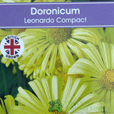 Doronicum orientale 'Leonardo Compact' Plant 1Ltr Pot