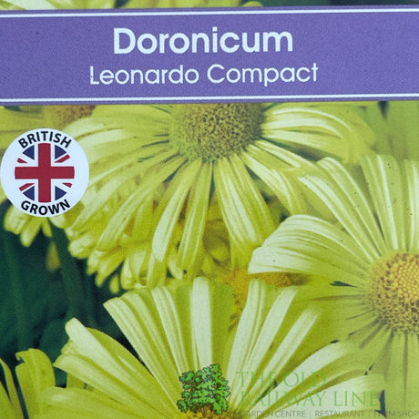 Doronicum orientale 'Leonardo Compact' Plant 1Ltr Pot