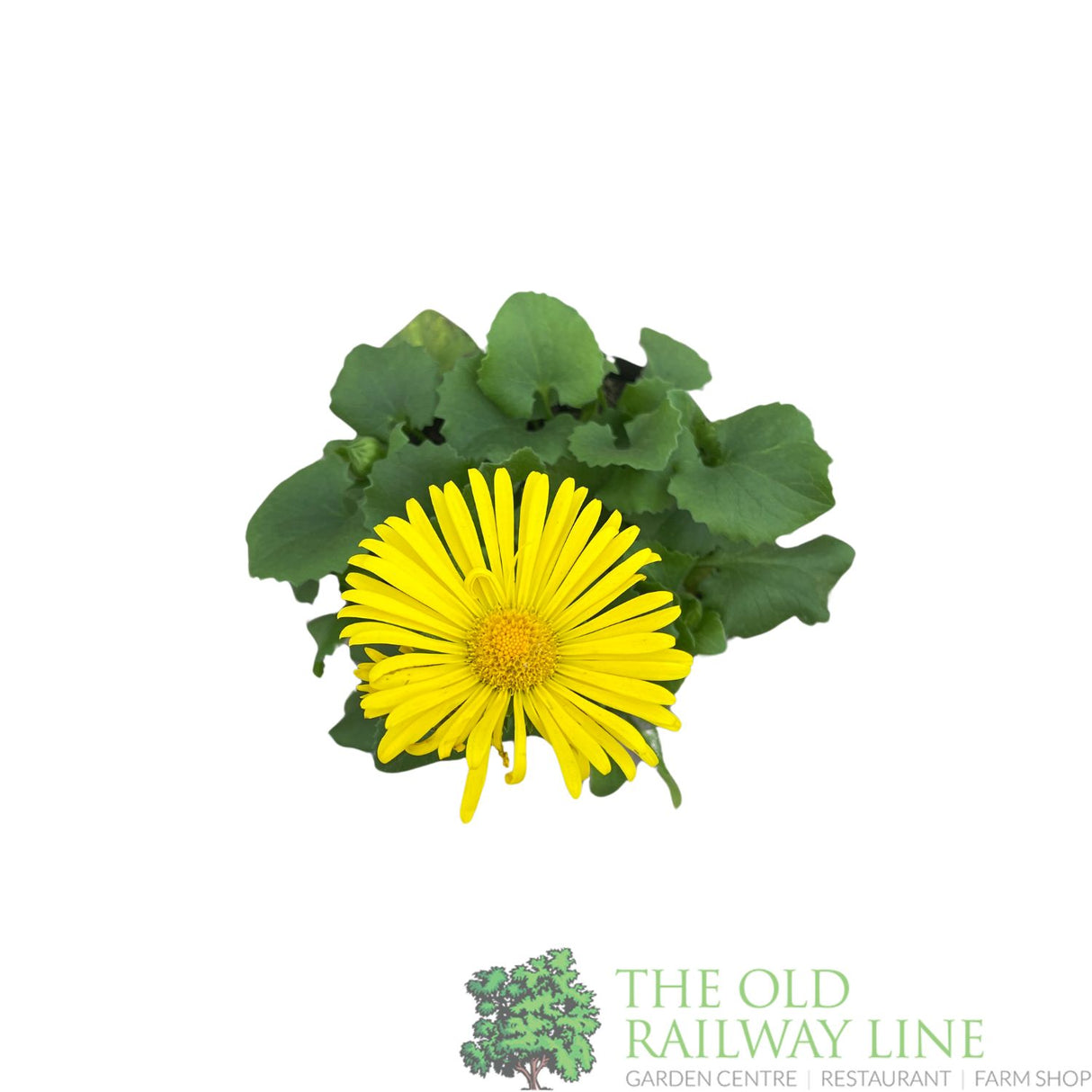 Doronicum orientale 'Leonardo Compact' Plant 1Ltr Pot