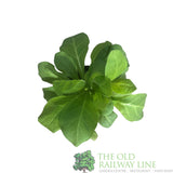 Nicotiana sylvestris Plant 1Ltr pot