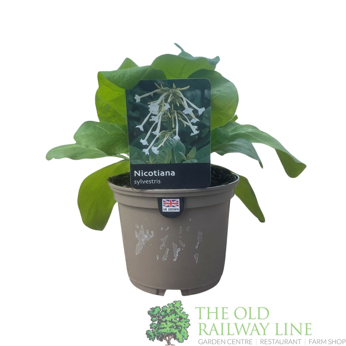 Nicotiana sylvestris Plant 1Ltr pot