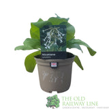 Nicotiana sylvestris Plant 1Ltr pot