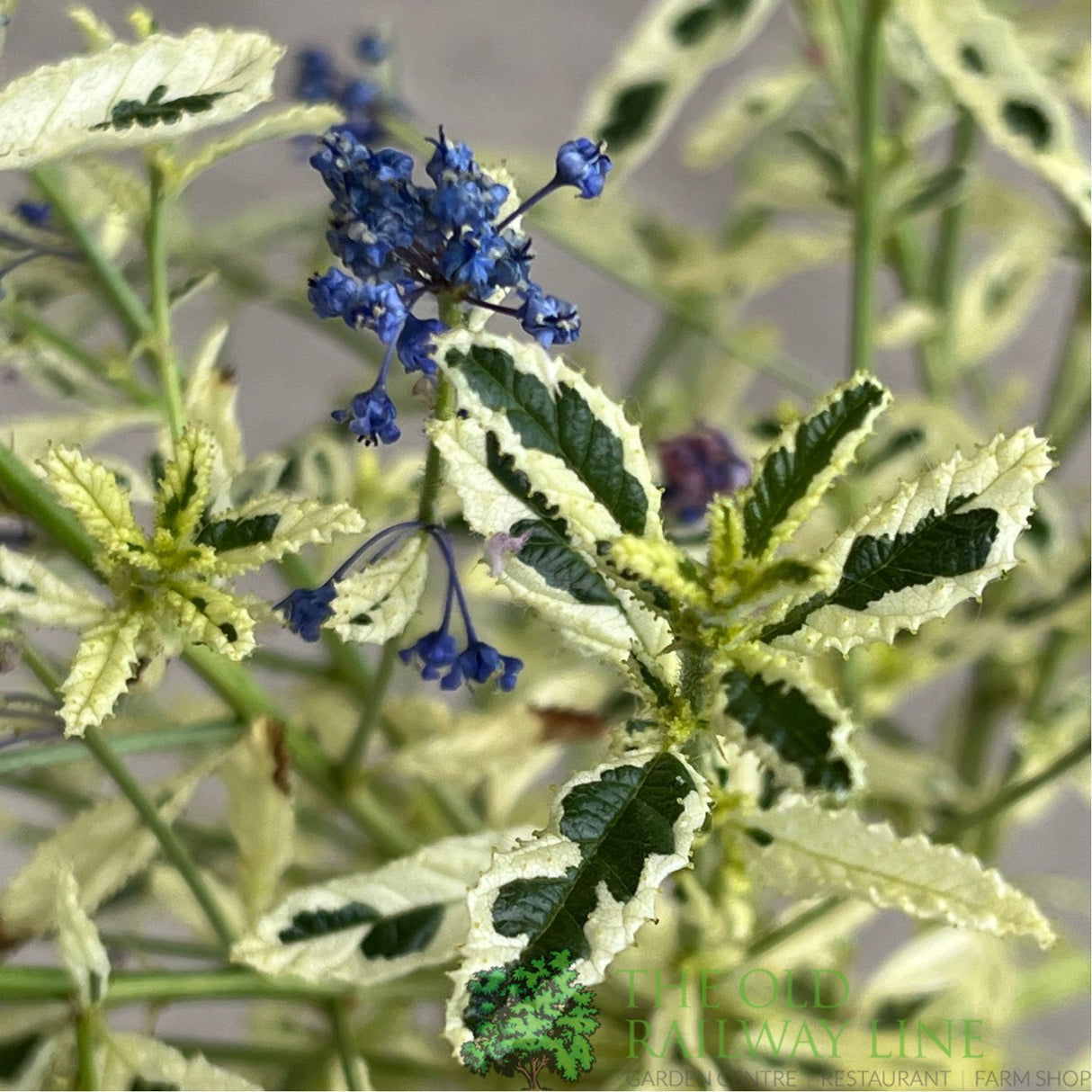 Ceanothus 'Lemon and Lime' Plant 3Ltr Pot