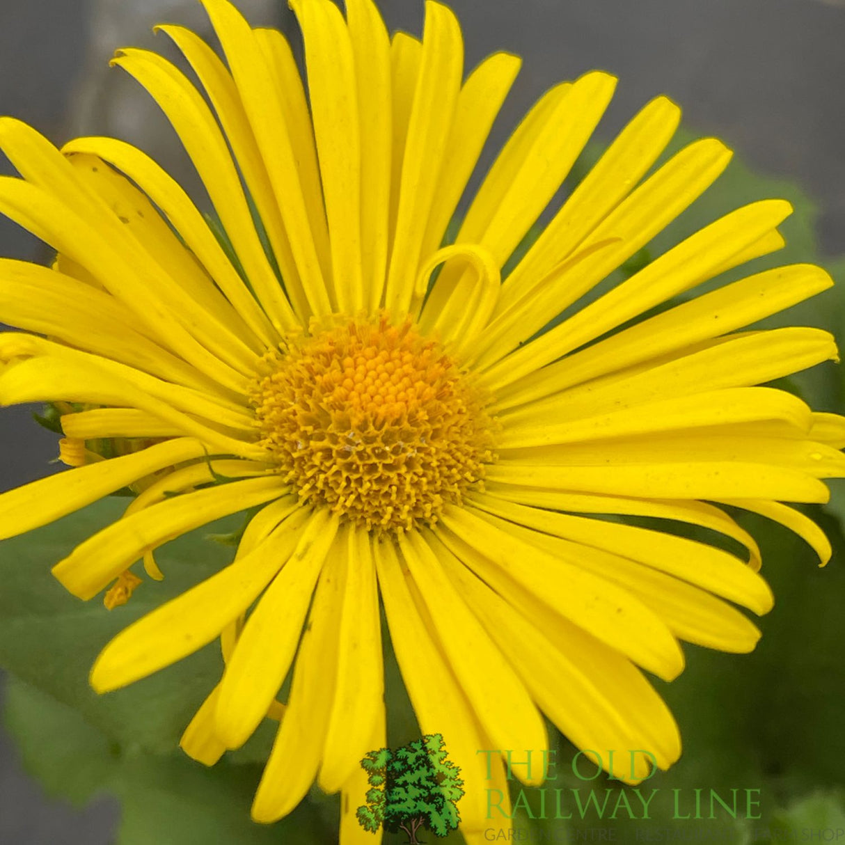 Doronicum orientale 'Leonardo Compact' Plant 1Ltr Pot