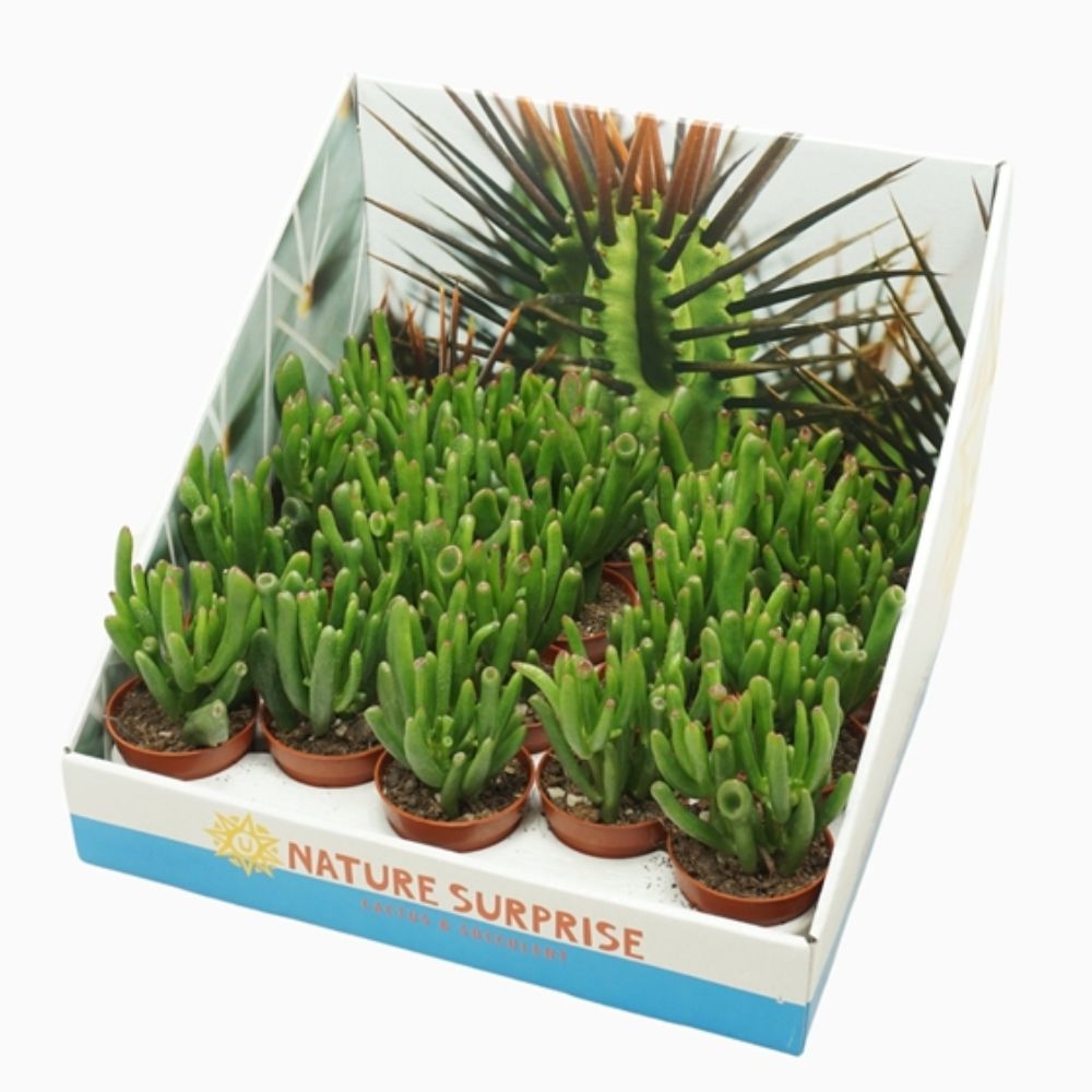 Crassula ovata 'Gollum' Jade Plant - 5.5cm Pot