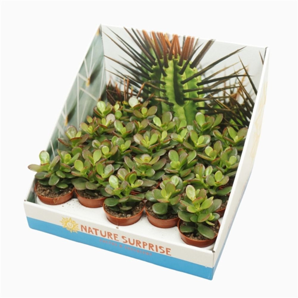 Crassula ovata 'Jade Plant' - 5.5cm Pot - Mixed