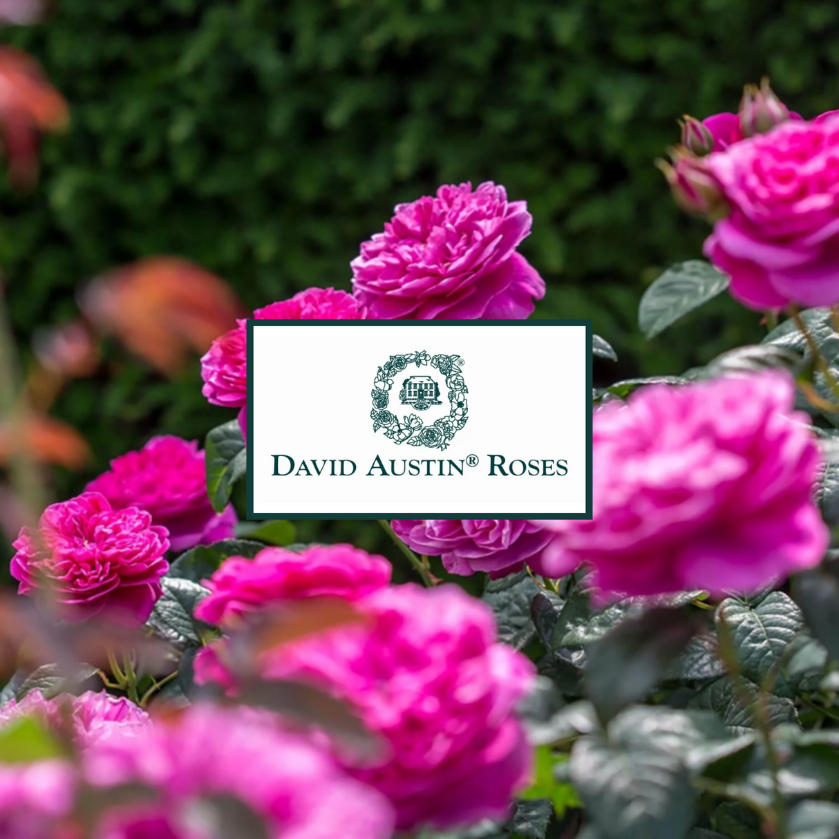 Rose Pruning with David Austin Roses