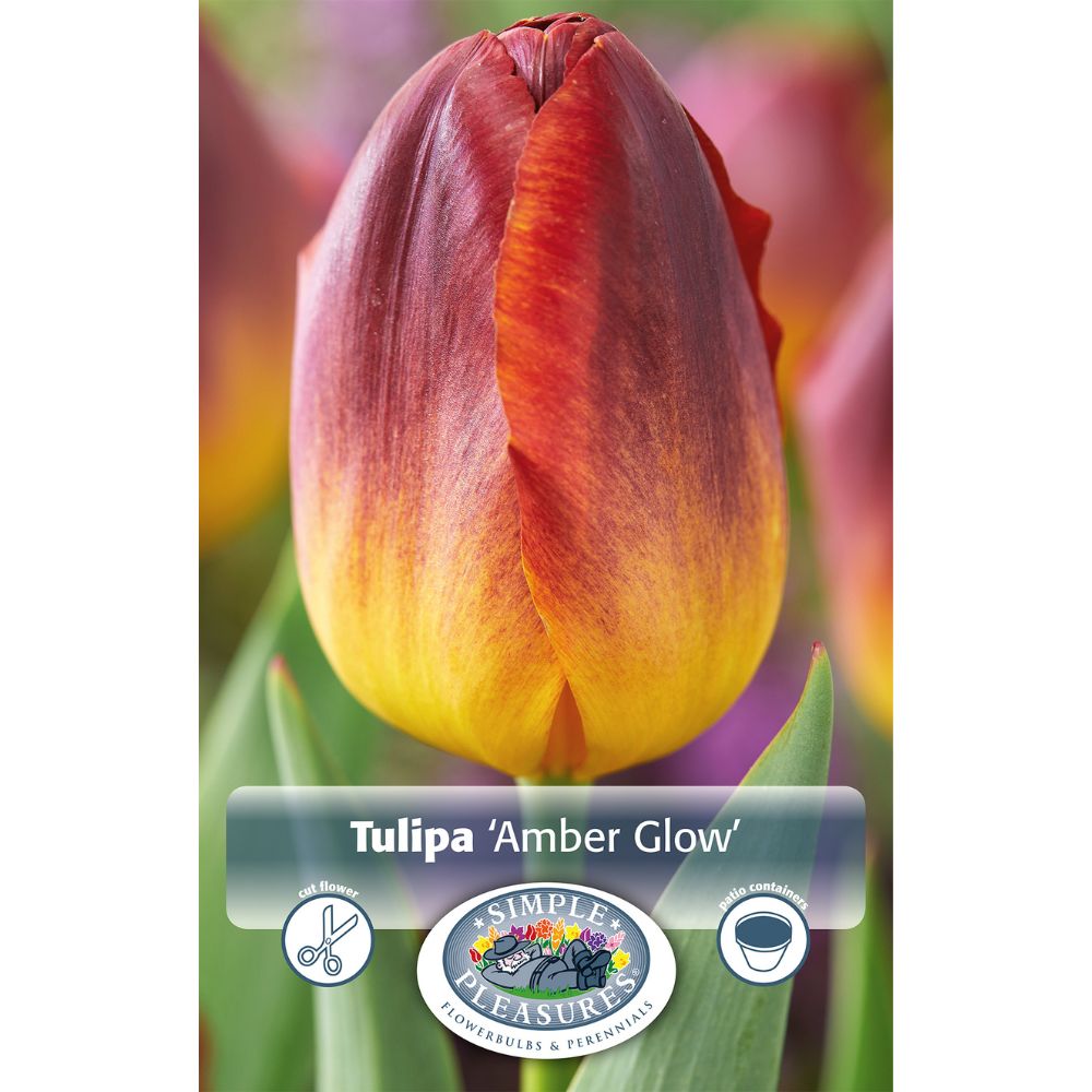 De Ree Amber Glow Triumph Tulip Bulbs