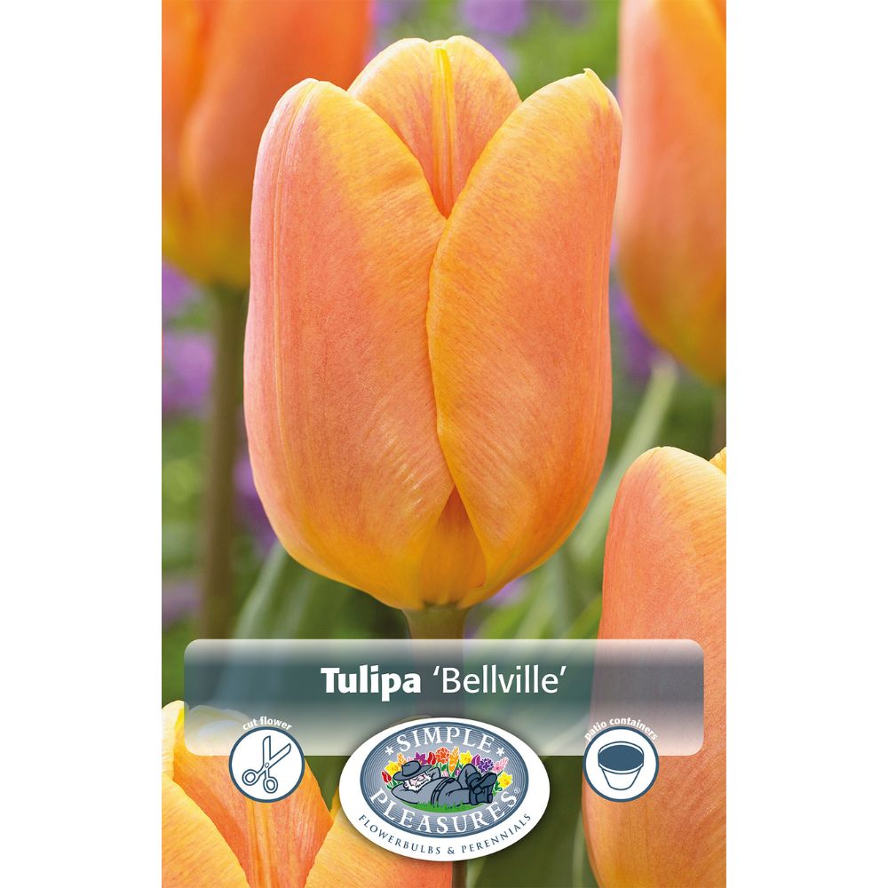 De Ree Bellville Triumph Tulip Bulbs