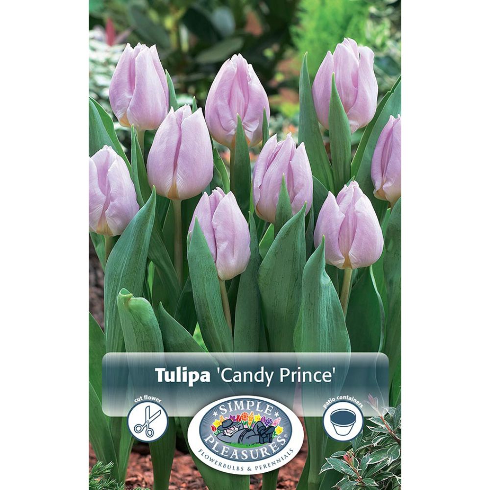 De Ree Candy Prince Spring Early Tulip Bulbs