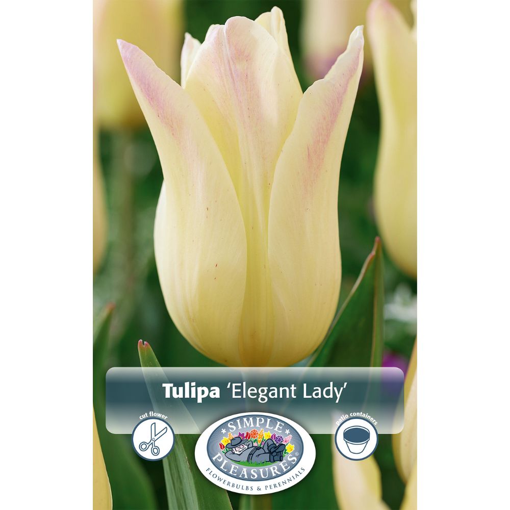 De Ree Elegant Lady Spring Early Tulip Bulbs