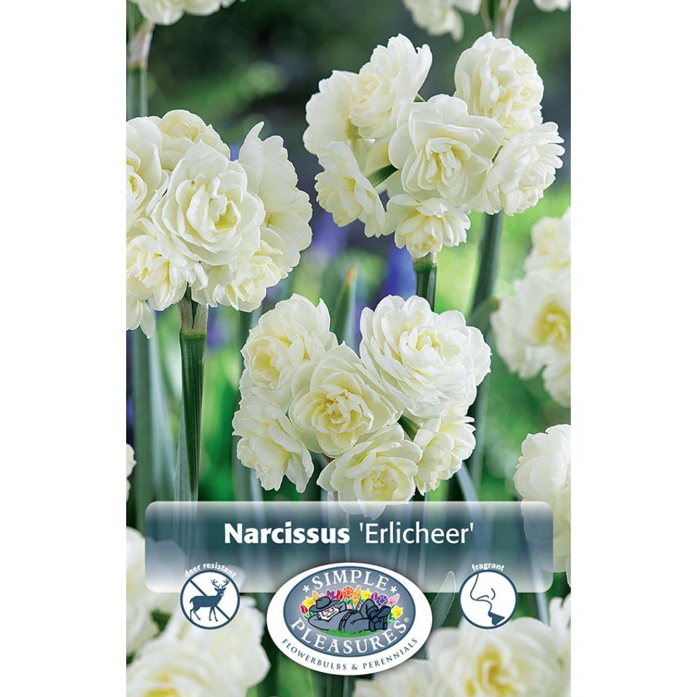 De Ree Erlicheer Double Narcissus Daffodil Bulbs