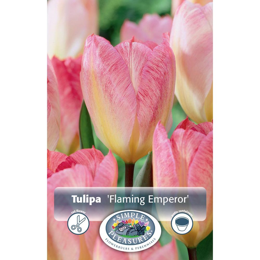 De Ree Flaming Emperor Spring Early Tulip Bulbs