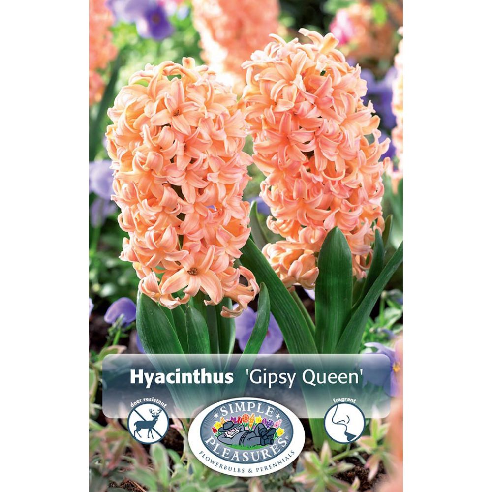 De Ree Gipsy Queen Hyacinth Hybrid Bulbs