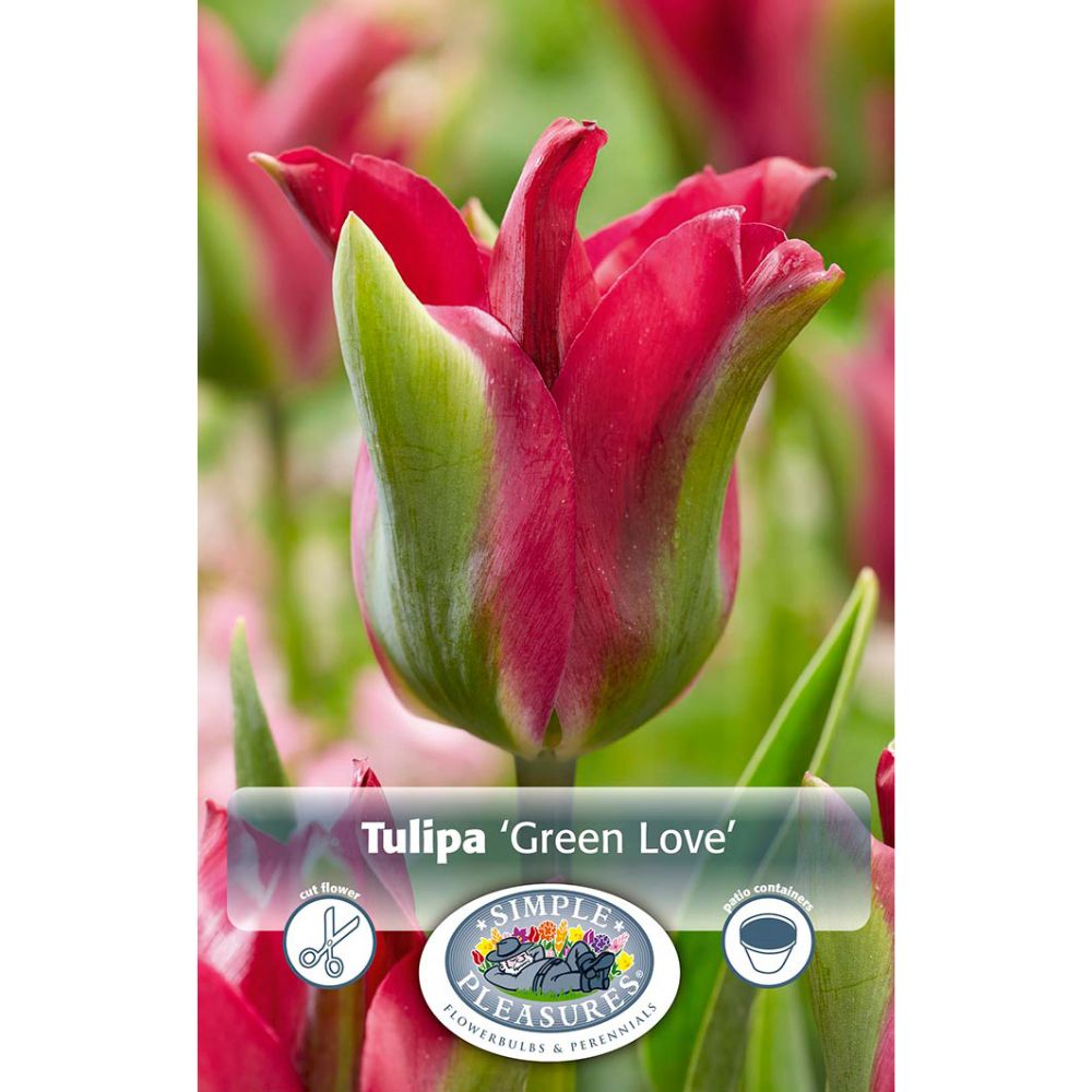De Ree Green Love Viridiflora Tulip Bulbs