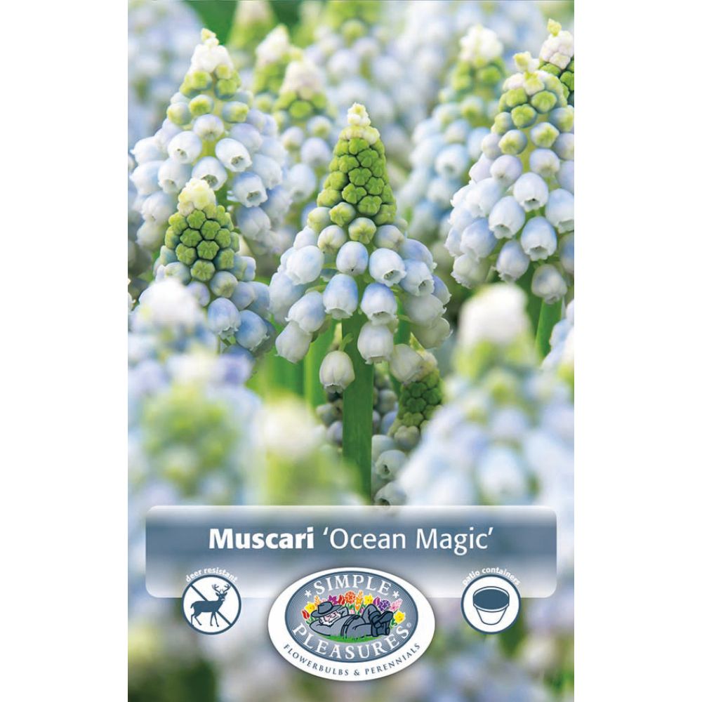 De Ree Ocean Magic Muscari Bulbs