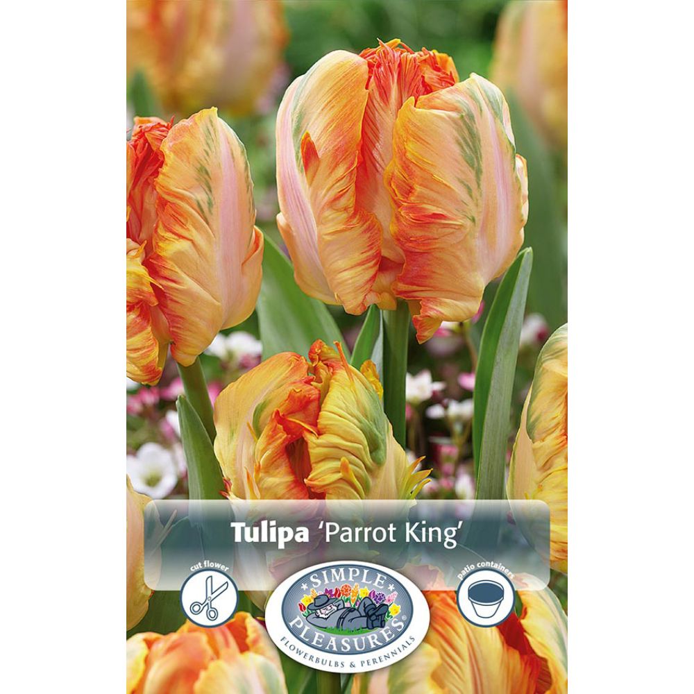 De Ree Parrot King Tulip Bulbs
