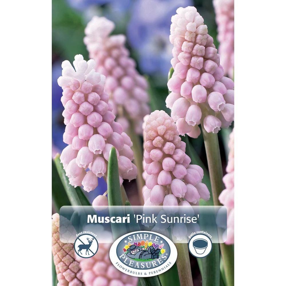 De Ree Pink Sunrise Muscari Bulbs