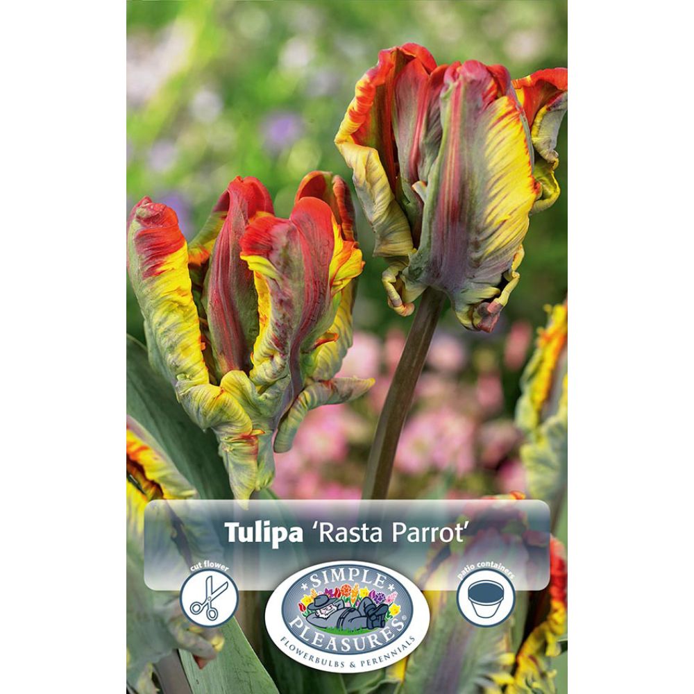 De Ree Rasta Parrot Tulip Bulbs