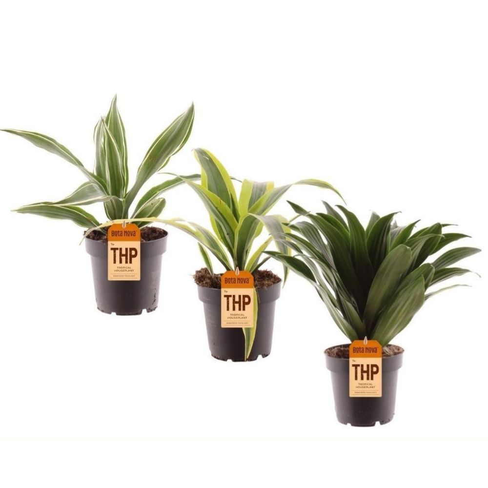 Dracaena Fragans Plant 15cm Pot (Choice of 3)