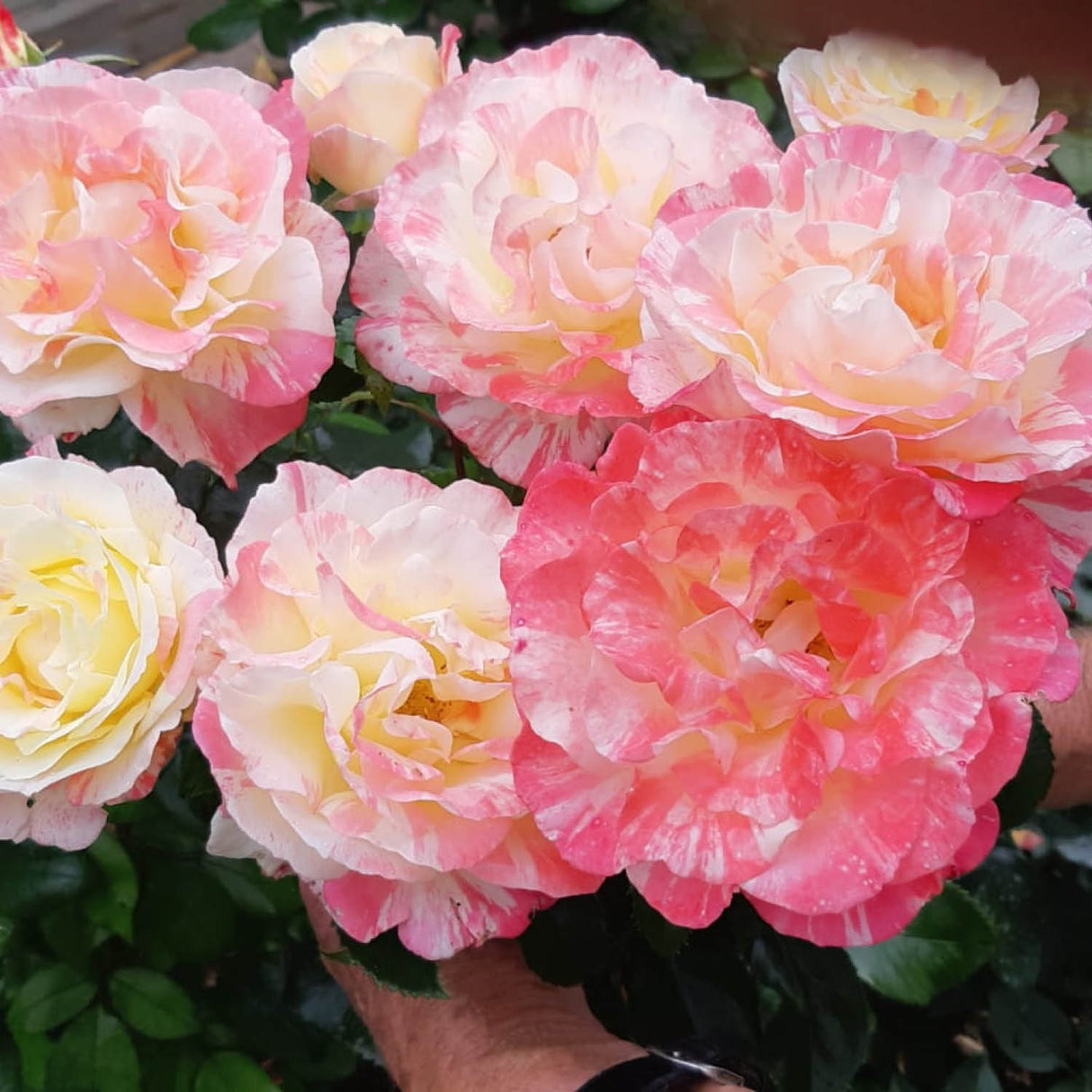Eirona's Delight Striped Floribunda Rose by Gareth Davies - A Grade Bare Root