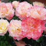 Eirona's Delight Striped Floribunda Rose by Gareth Davies - A Grade Bare Root