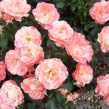 Eirona's Delight Striped Floribunda Rose by Gareth Davies - A Grade Bare Root