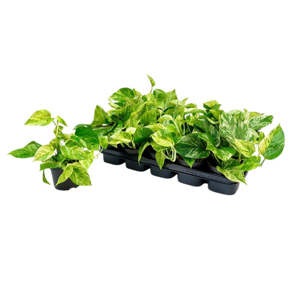 Epipremnum pinnatum 'Marble Queen' - Trailing Houseplant - 12cm Pot