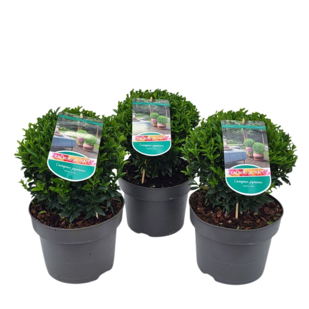 Euonymus japonicus 'Ball Shape' Plant - 5Ltr Pot - Mixed