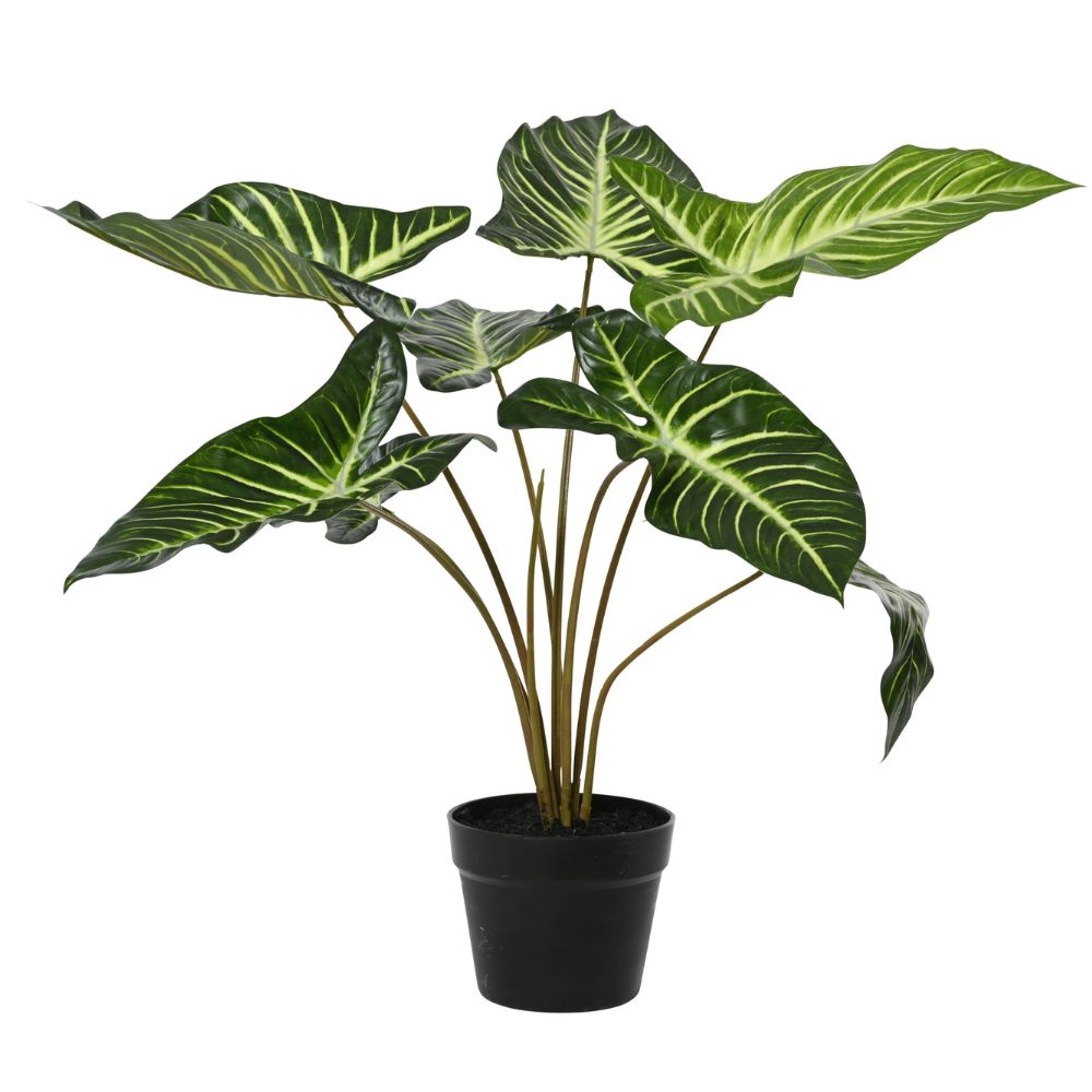 Everlands 63cm Artificial Caladium Lindenii in Black Plastic Pot