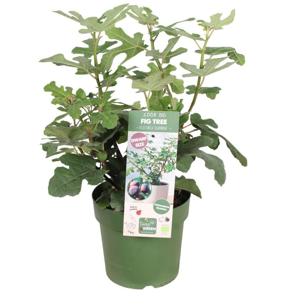 Ficus Carica Fignonenal Dwarf Plant 5Ltr Pot