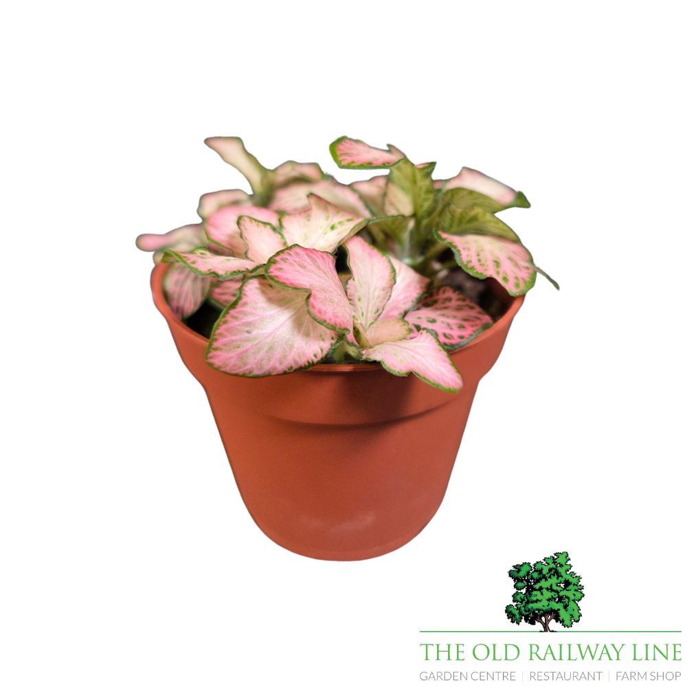 Fittonia albivenis Zalm 'Forest Flame' Houseplant - 8.5cm Pot