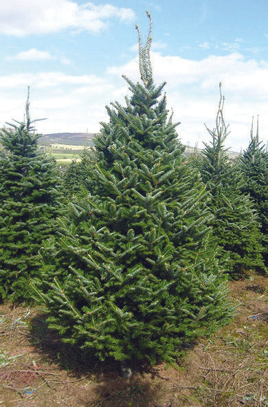 Frazer Fir 160cm-240cm Low Needle Drop Fresh Cut Christmas Tree