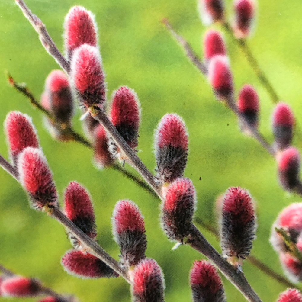 Salix gracilistyla 'Mount Aso' 5Ltr Pot (NL)