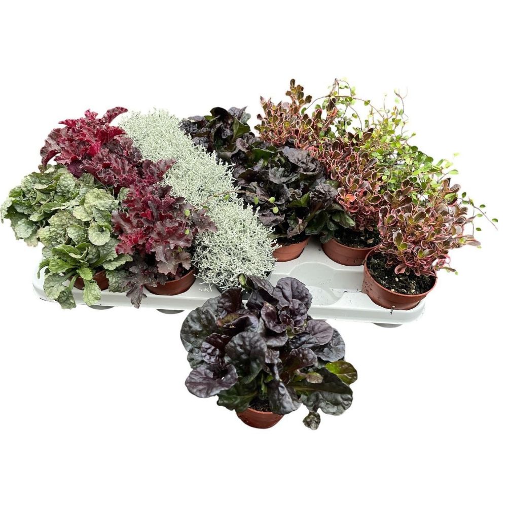 Green Inspiration Autumn Hardy Plants Mix Tray 9cm (Choice of 5)