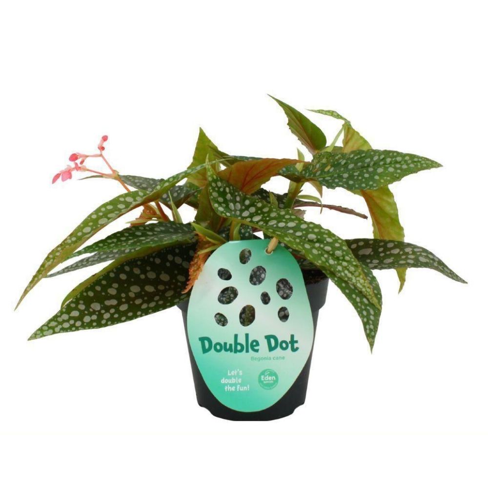 Green Inspiration Begonia Cane Double Dot 12cm Pot
