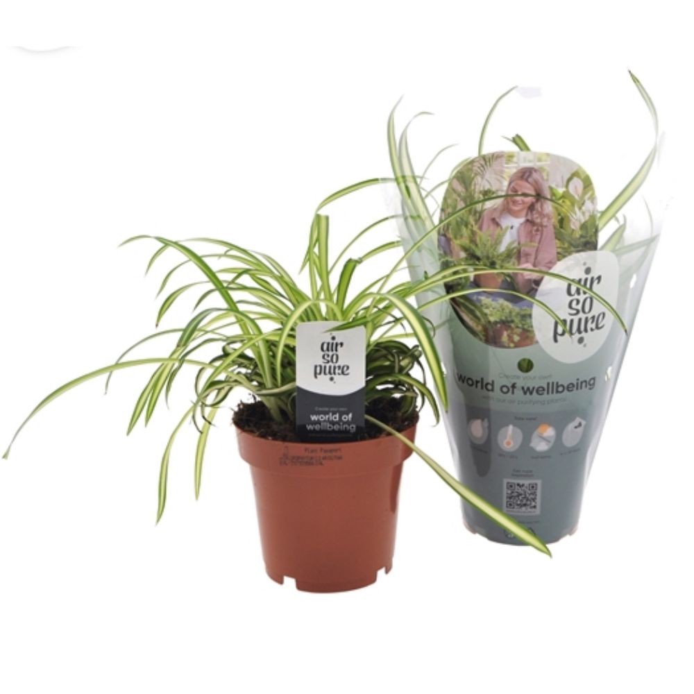 Green Inspiration Chlorophytum Atlantic 12cm Pot