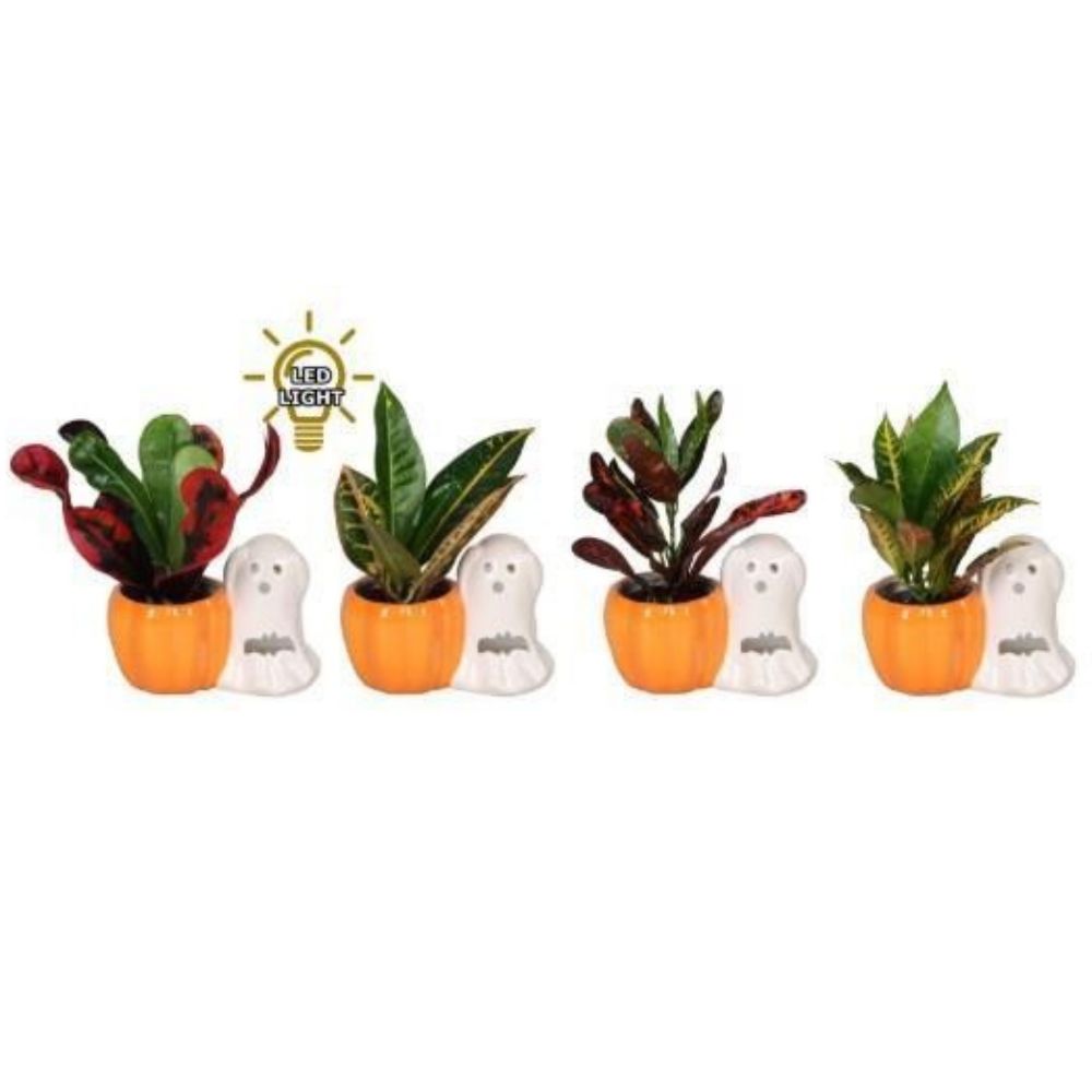 Green Inspiration Codiaeum Variegatum 'Halloween Spook' 6cm Pot (Choice of 4)