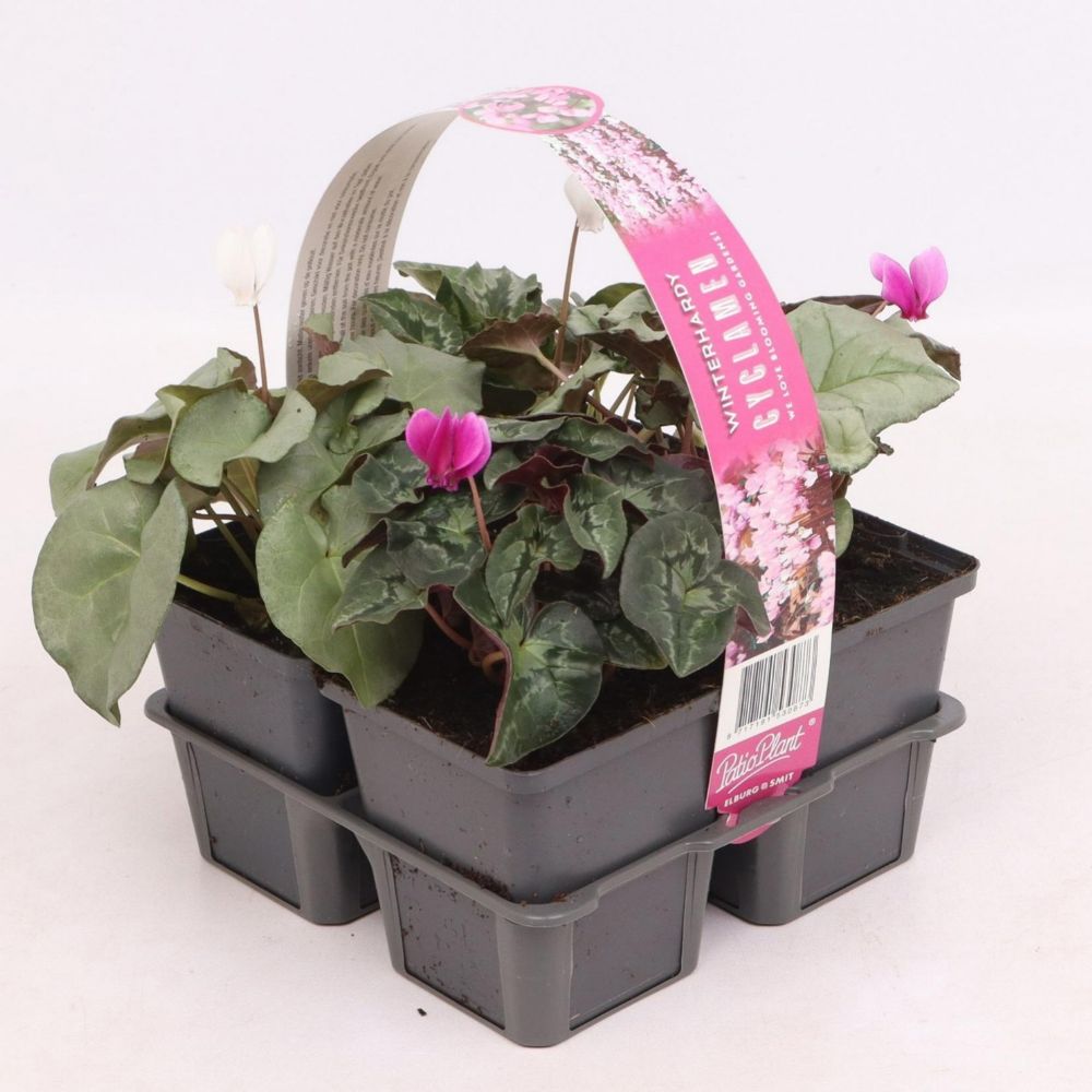 Green Inspiration Cyclamen Hederifolium Mix 4-Pack